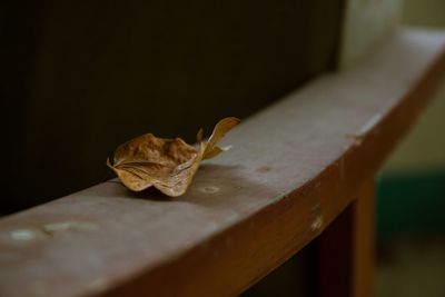 Close-up of crab on table