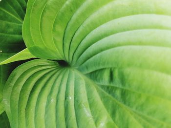 Full frame shot of green leaves