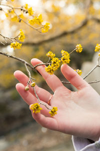 Low angle view of hand holding flowering plant