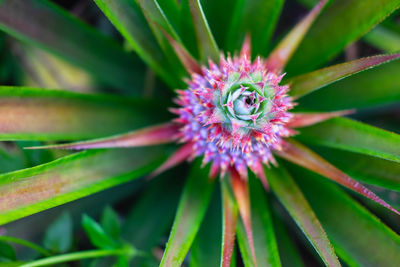 Close-up of purple flower