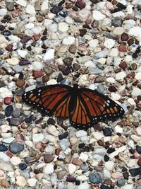 High angle view of butterfly on flower