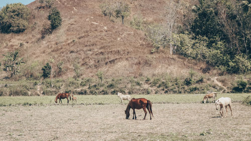 Horses grazing in a field