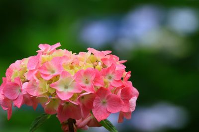 Close-up of pink flowers