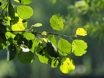 Close-up of leaves against blurred background