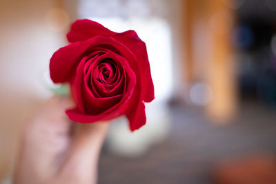 Close-up of red rose