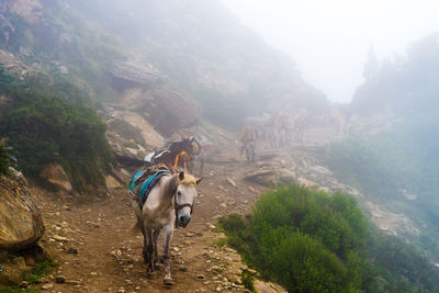 Horse in a farm