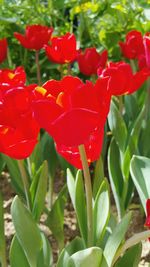 Close-up of red flowers