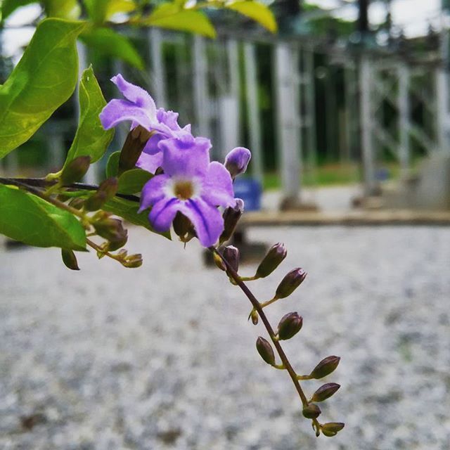 flower, growth, freshness, fragility, purple, focus on foreground, beauty in nature, petal, plant, nature, close-up, leaf, bud, blooming, stem, flower head, pink color, selective focus, in bloom, blossom