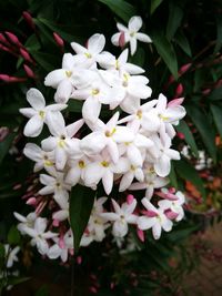 Close-up of white flowers blooming outdoors