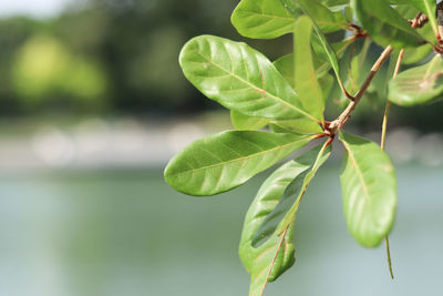 Close-up of green leaves on plant