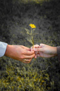 Close-up of hand holding yellow flower on field