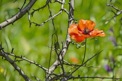 Close-up of orange flowering plant