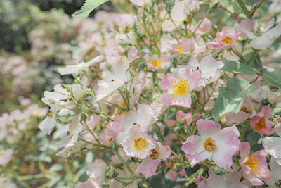 Close-up of pink cherry blossom