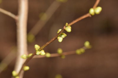 Close-up of flower buds