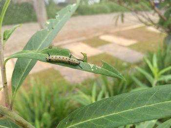 Close-up of insect on plant