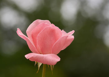 Close-up of pink rose