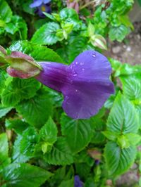 Close-up of wet purple flowering plant