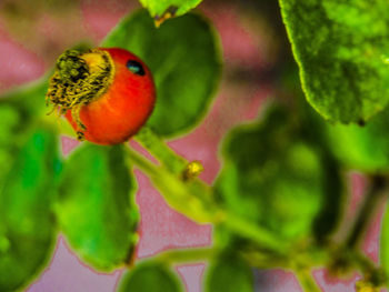 Close-up of parrot perching on leaf