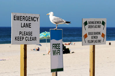 A seagull at the beach is standing on a free wi-fi sign while looking at the atlantic ocean.