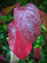 Close-up of red leaves