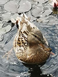 High angle view of duck swimming in lake