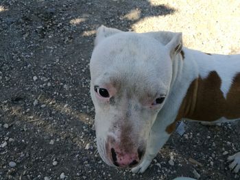 High angle portrait of dog