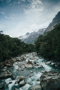 Scenic view of river amidst trees against sky