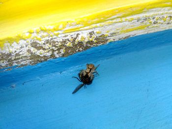 Close-up of insect on sea