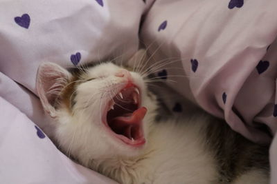 Close-up of cat yawning