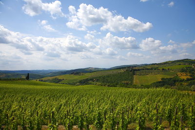 Scenic view of agricultural field against sky