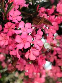 Close-up of pink cherry blossoms