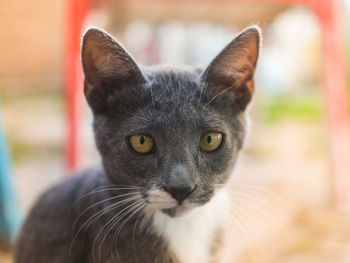Close-up portrait of cat against blurred background