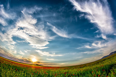 Scenic view of agricultural field against sky