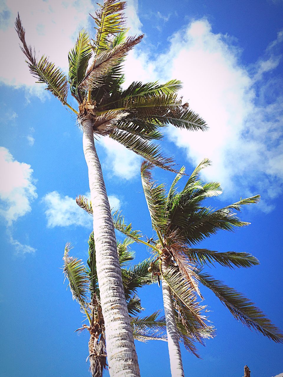 low angle view, tree, sky, growth, blue, nature, tree trunk, tranquility, cloud - sky, cloud, beauty in nature, day, outdoors, no people, tall - high, scenics, growing, green color, cloudy, tranquil scene, close-up