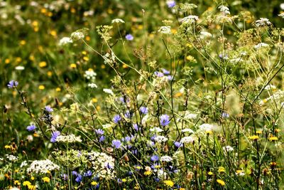 Close-up of purple flowering plant on field