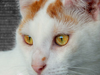 Close-up portrait of a cat