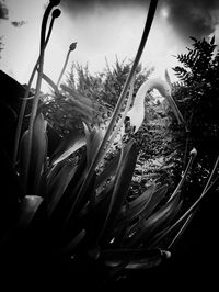 Close-up of flowers against sky