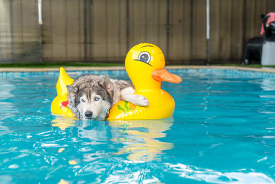 Portrait of a dog in swimming pool