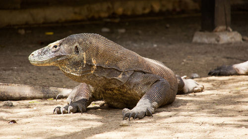 Close-up of lizard