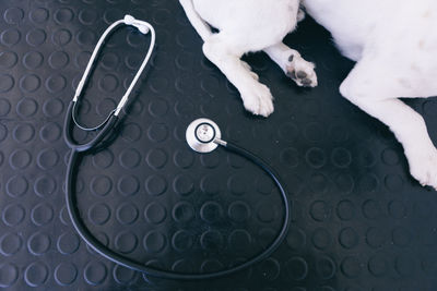 High angle view of dog relaxing on floor