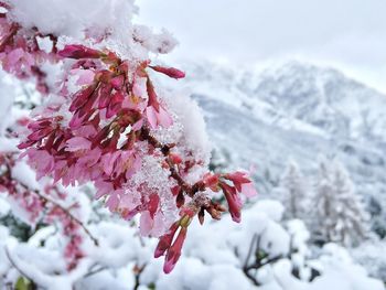 Close-up of snow on pink flowers