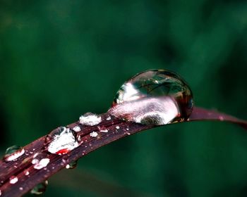 Close-up of water drops on leaf