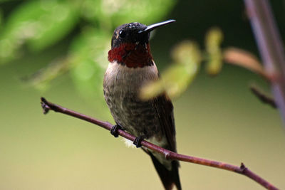 Close-up of bird perching on twig