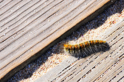 High angle view of butterfly on wood