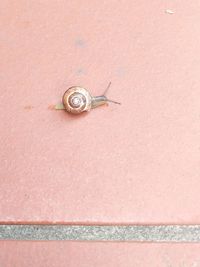 Close-up of snail on wall