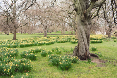 Trees on field