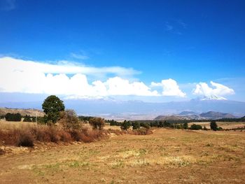 Scenic view of agricultural field against sky