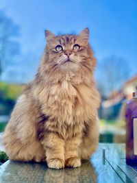 Portrait of cat sitting outdoors