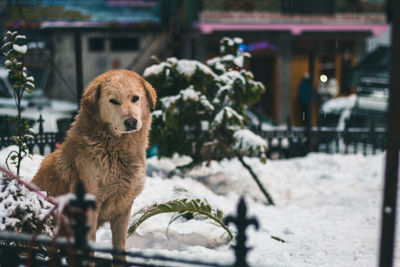 Dog in snow