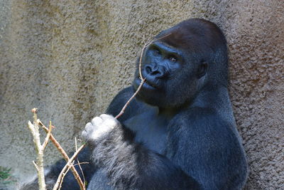 Close-up of gorilla